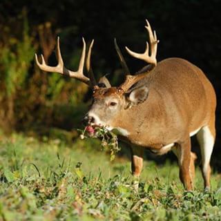 #Hunting season will soon be here!! Who wants to hunt with us at #bandedbrigadeoutdoors?? We are proud to provide hunts to active #military as well as #veterans. Visit our website at Bandedbrigadeoutdoors.org.