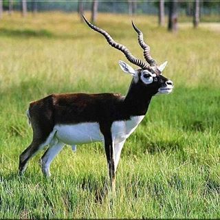 Are you a #woundedvets and interested in hunting #blackbuck in Texas. We have 2 immediate openings. Visit our website at Bandedbrigadeoutdoors.org to contact us!  #bandedbrigadeoutdoors #BandedBrigade #vets #hunting
