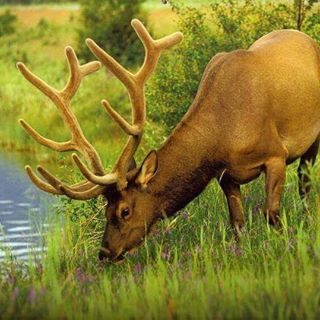 What dreams are made of!  Are you active #military or a #veteran and love to hunt?  #BandedBrigadeOutdoors is a 100% volunteer effort to take vets and active military on hunts. For more information visit our website at Bandedbrigadeoutdoors.org.