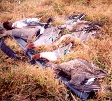duck hunt